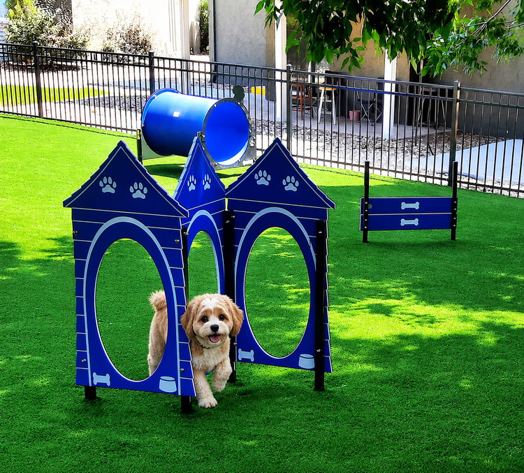 Dog House Run