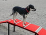 Dachshund Double Ramp