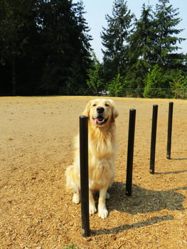 Canine Courtyard&trade; Compact Dog Park Agility Equipment Sheltie Shimmy Poles