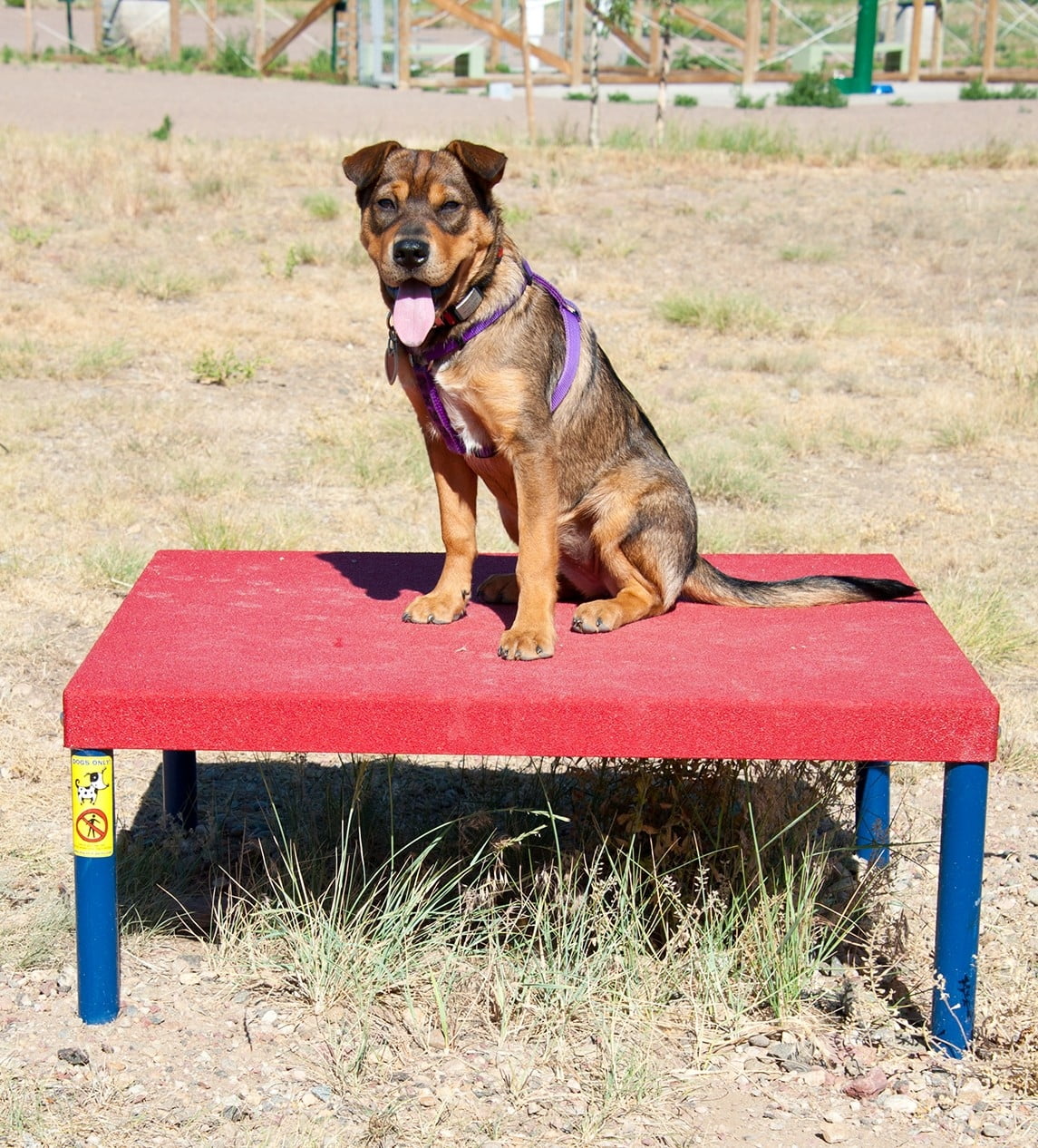 Amazon.com: PetterShop 47.2in Japanese Floor Table, Vintage