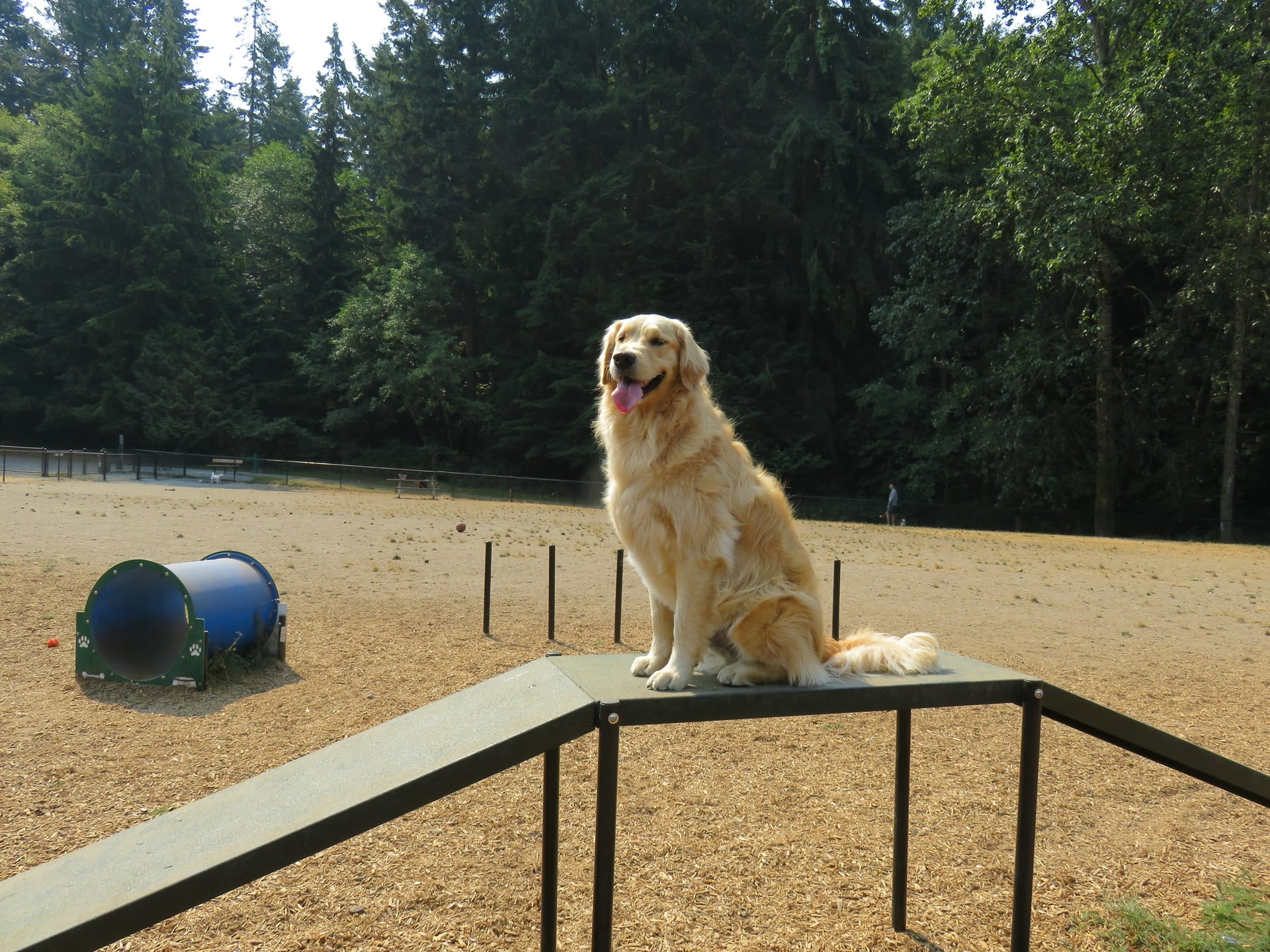 Agility Equipment Diy Dog Agility Ramp Agility Training Equipment