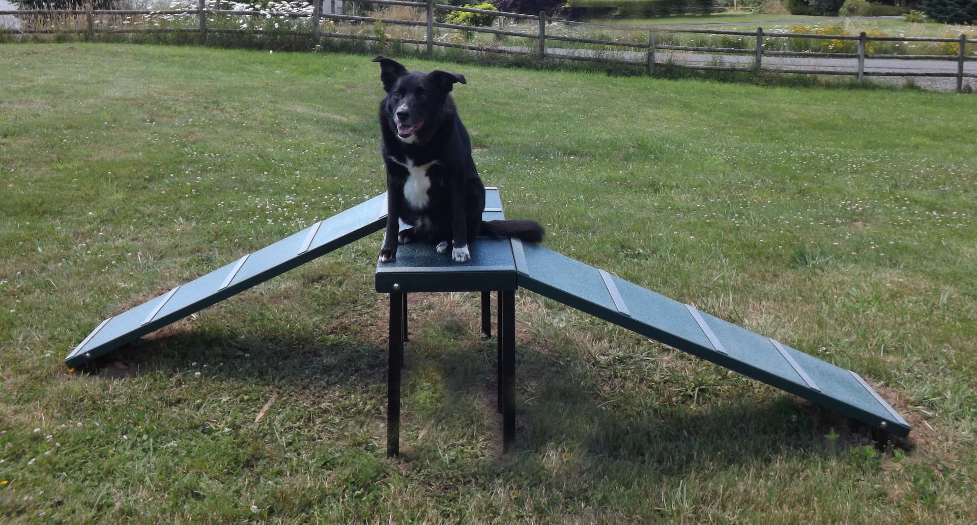 Dachshund Double Ramp for Dog Parks