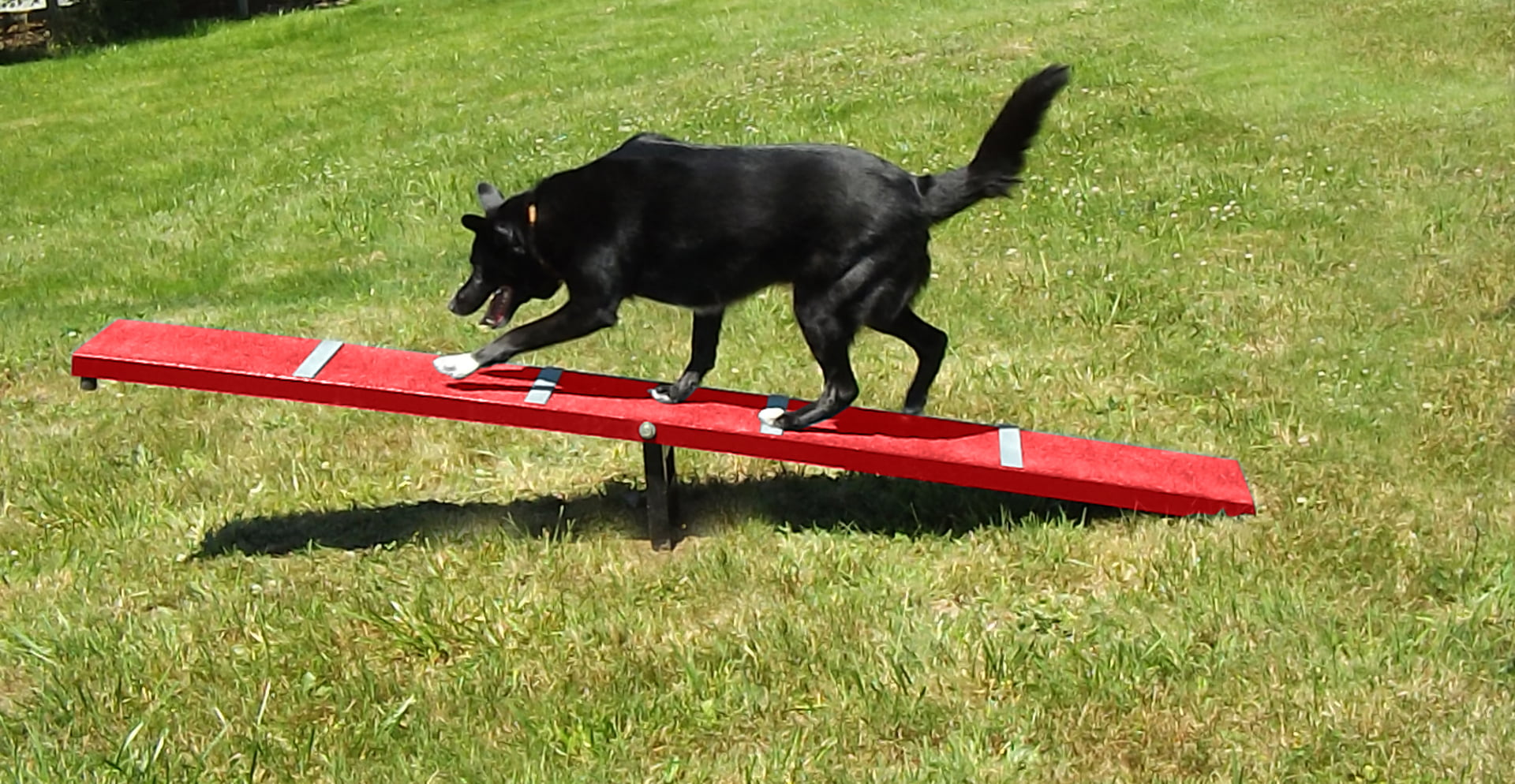 Scottie Seesaw for Dog Parks