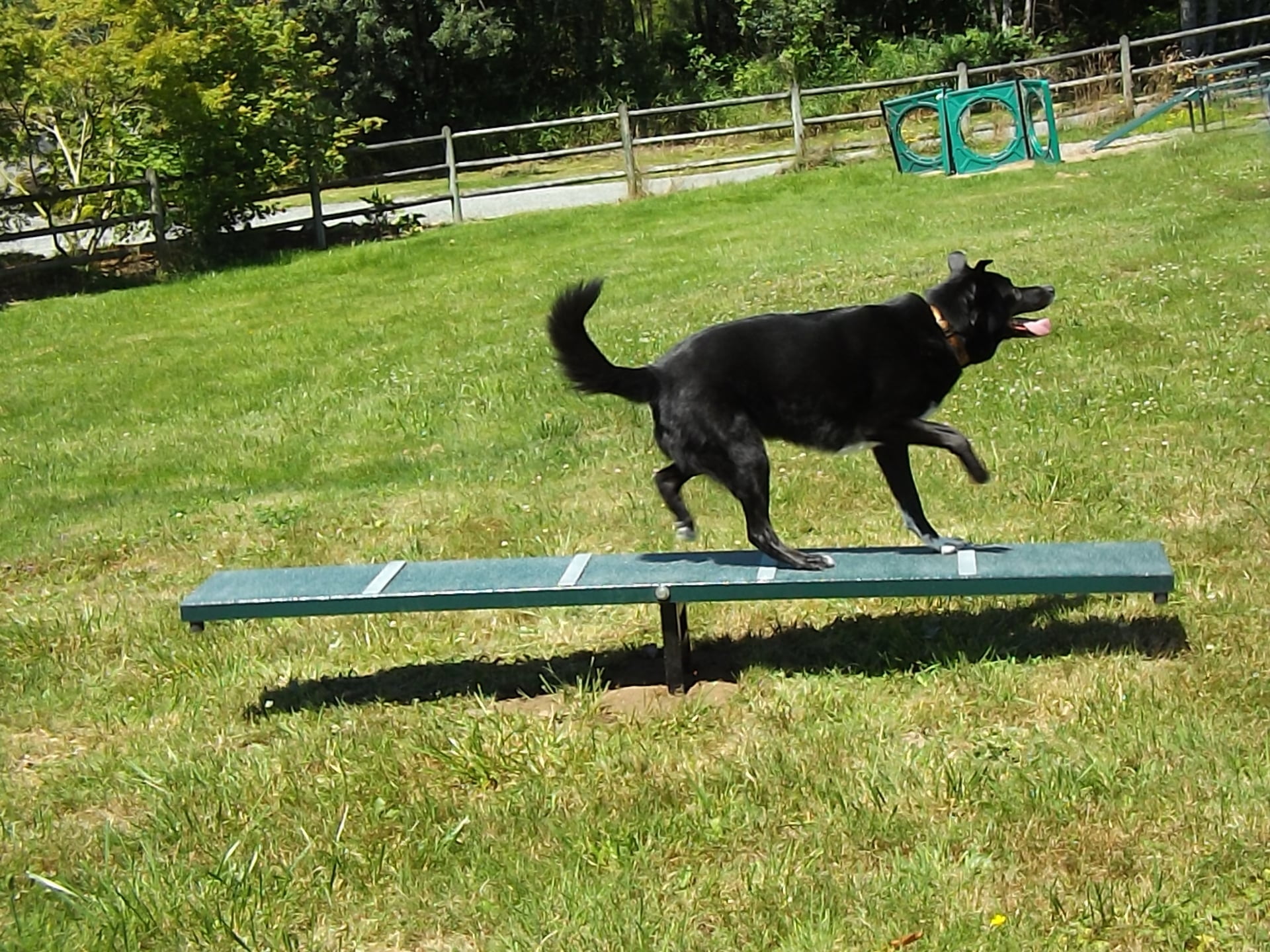 Scottie Seesaw for Dog Parks
