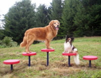 Dog Park Agility Walk Discs