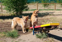 Dog Park Teeter Totter