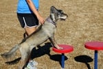 Storey Bark Park