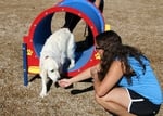 Storey Bark Park