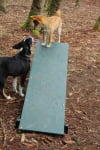 Corgi Climb Dog Park Ramp at Jaspers Agility Park