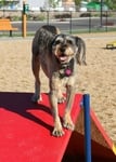 Storey Bark Park