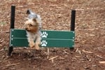 Dog jumping over plank jump at Jaspers Agility Park