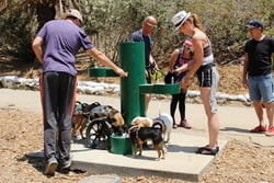 Bottle Filler with Barrier-Free Fountain & Pet Bowl