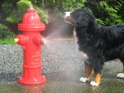 Spray Fire Hydrant