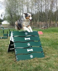 Canine Courtyard™ Essentials