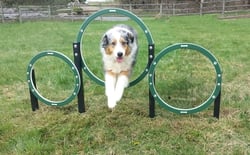 Canine Courtyard™ Essentials