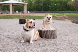 NatureDog™ Little Stump Jump