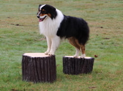 NatureDog™ Agility NatureDog™ Big Stump Jump