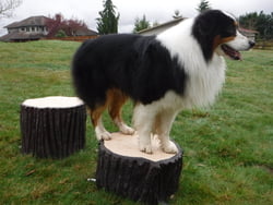 NatureDog™ Agility NatureDog™ Little Stump Jump