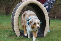 NatureDog™ Dog Through the Log