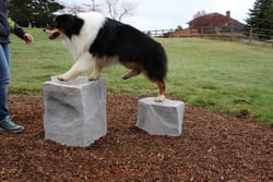 NatureDog™ Stepping Stones (Set of 3)