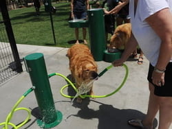 Dual Dog Wash Station