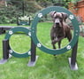 EcoDog&trade; System