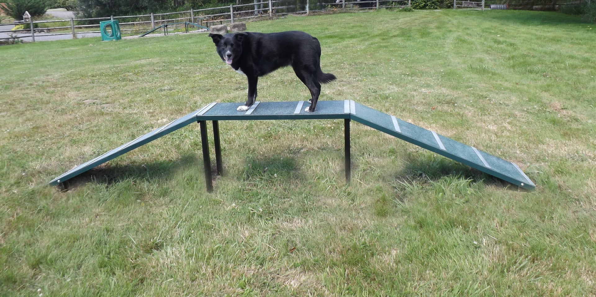 dog ramp agility