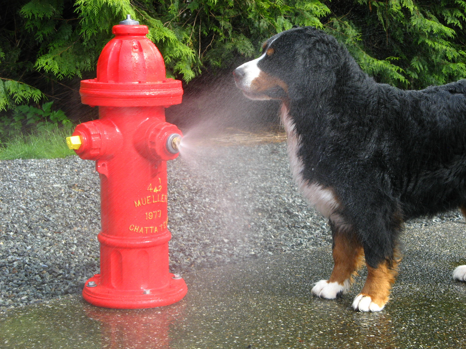 hydrant for dogs spray hydrant hydrant for dogs spray hydrant