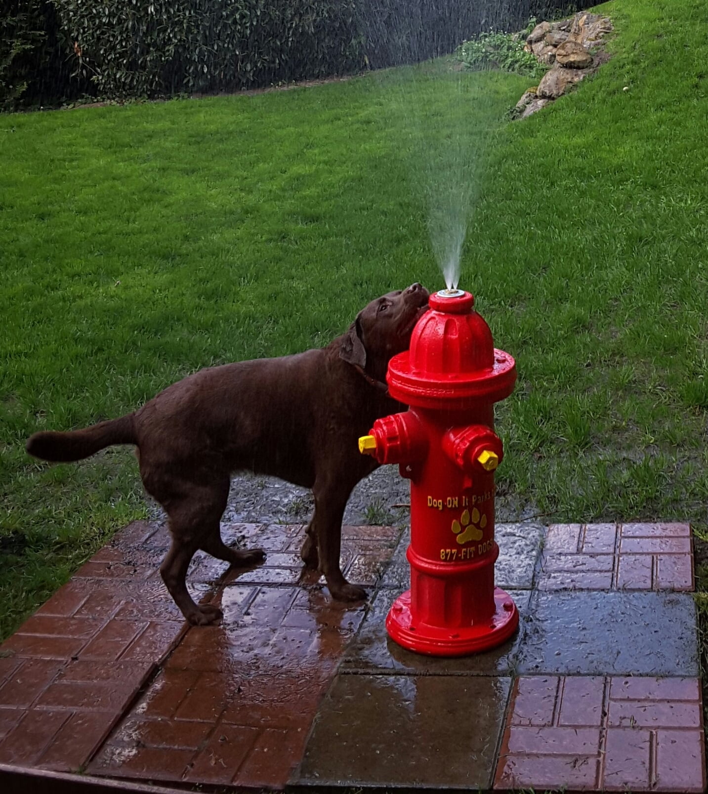 red hydrant pet spa